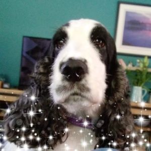 Meet your Posher, Jude